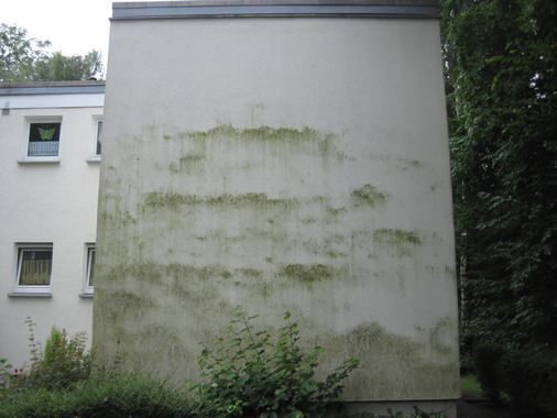 Algenmann.ch - Eschlikon TG - Algenreinigung an Fassaden